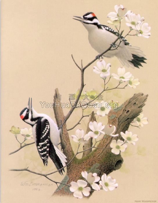 Hairy Woodpecker - 威廉·齐默曼